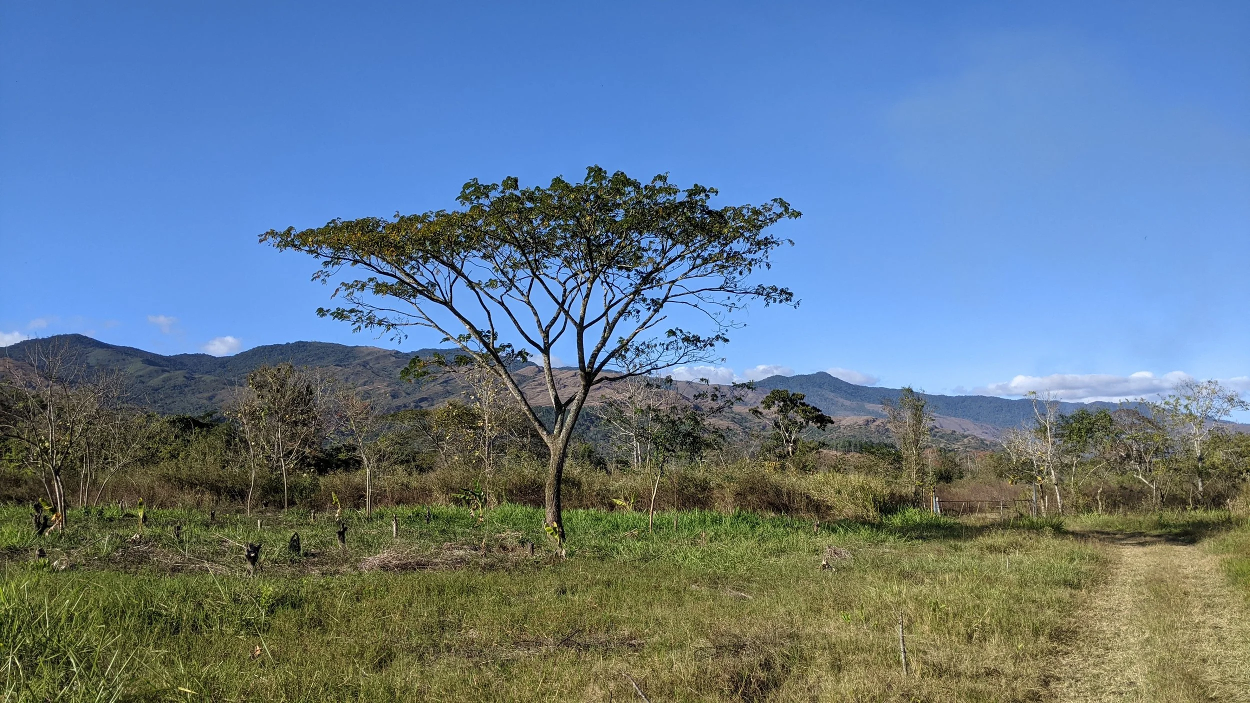Bucarito, Montalbán — samán tree