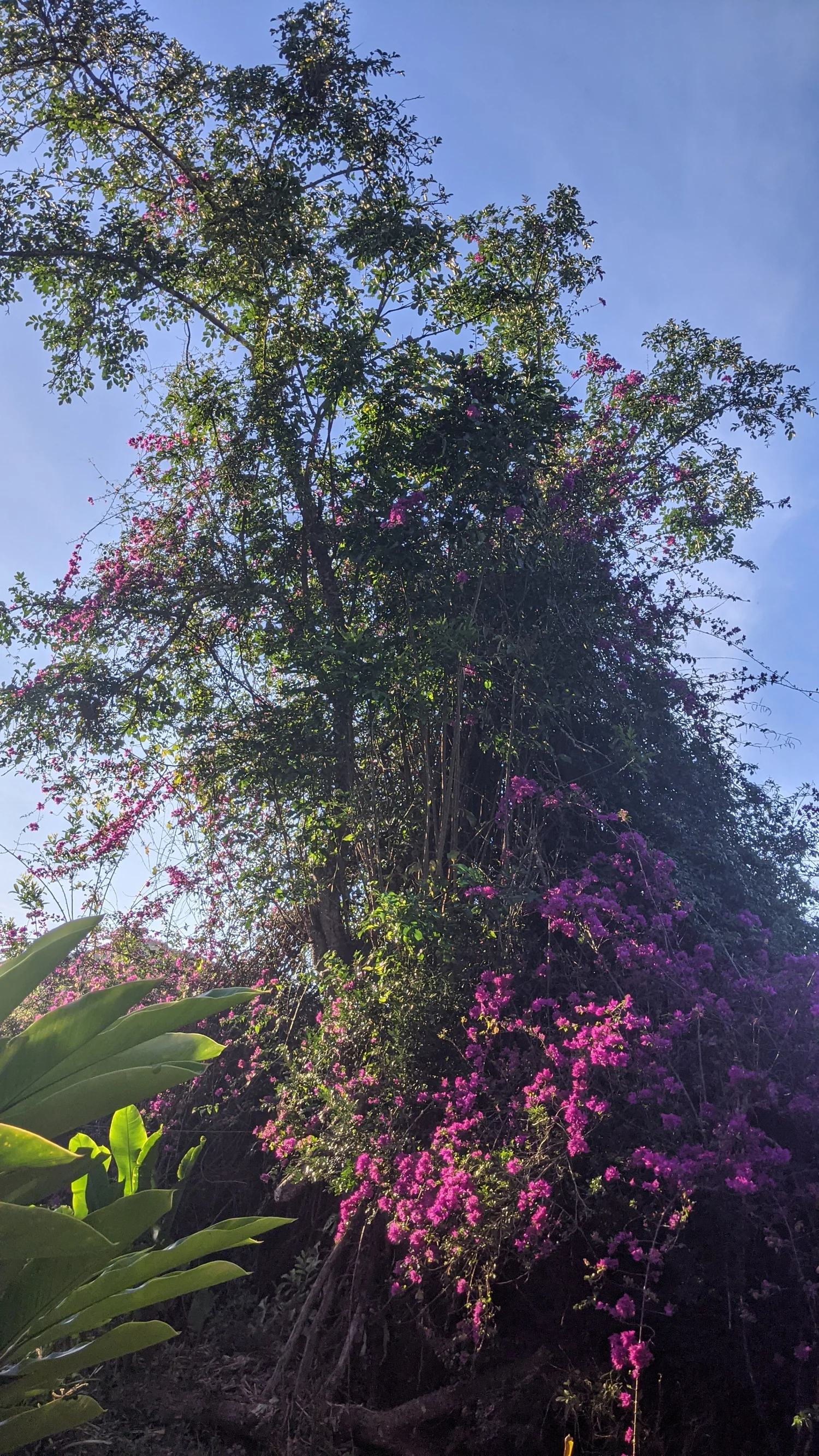Bucarito — bougainvillea