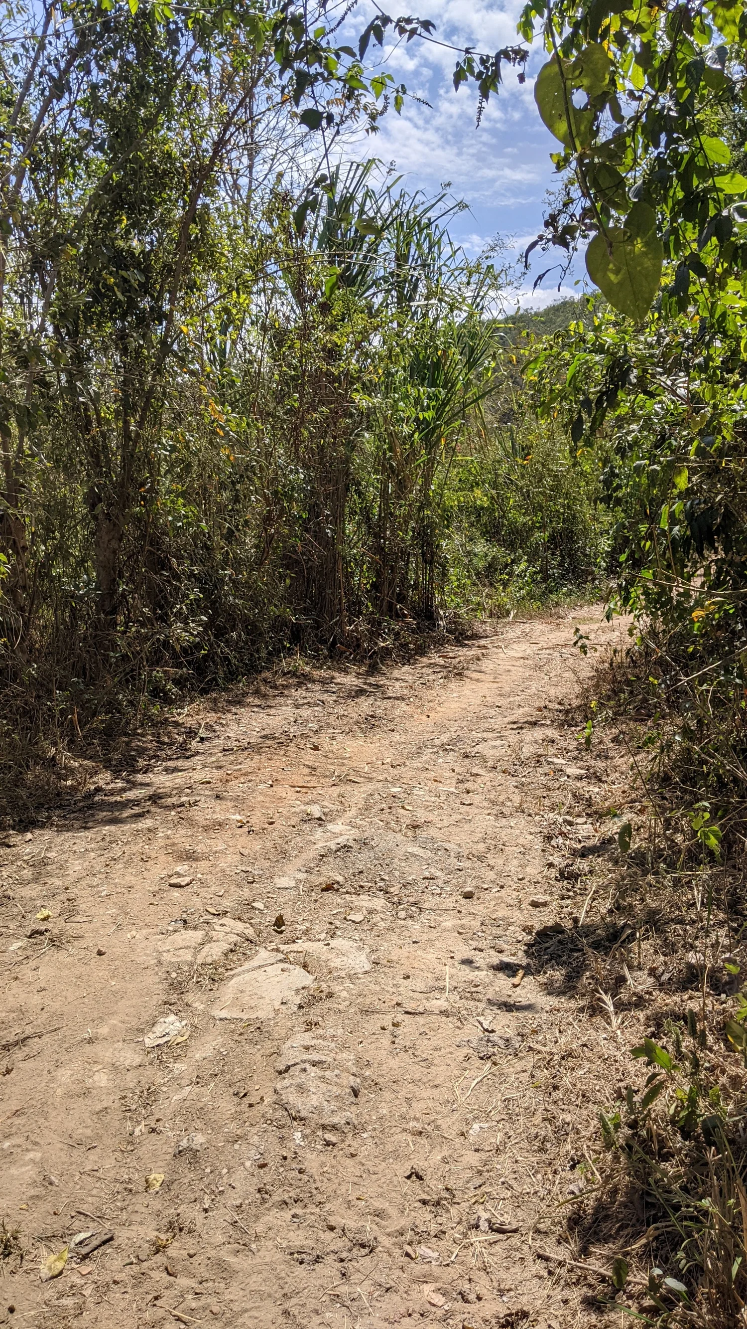 Bucarito, Montalbán — path through the farm